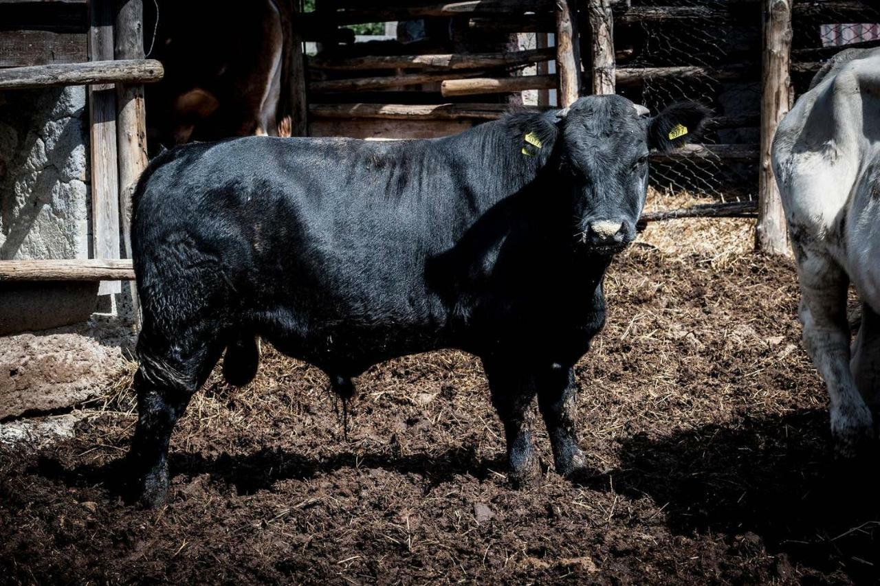 Piccolo Casale A "Le Moline" In Una Vera Fattoria Vetralla Kültér fotó